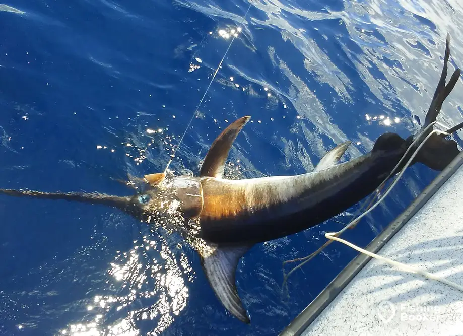 charter image 6