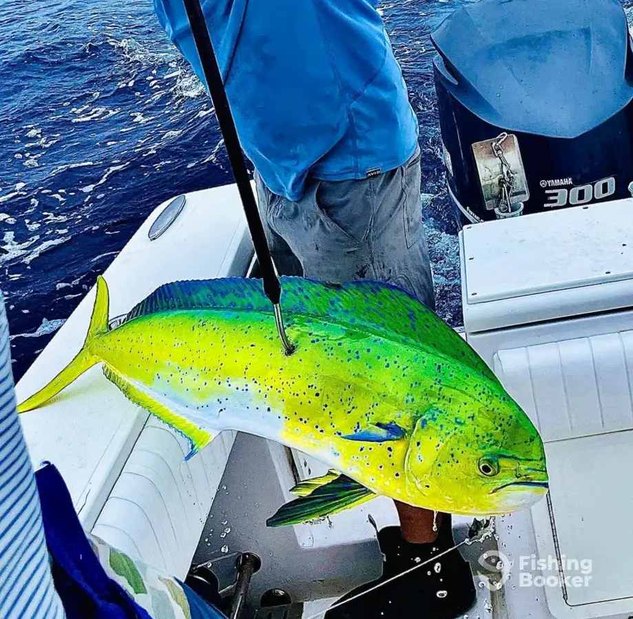 charter image 2