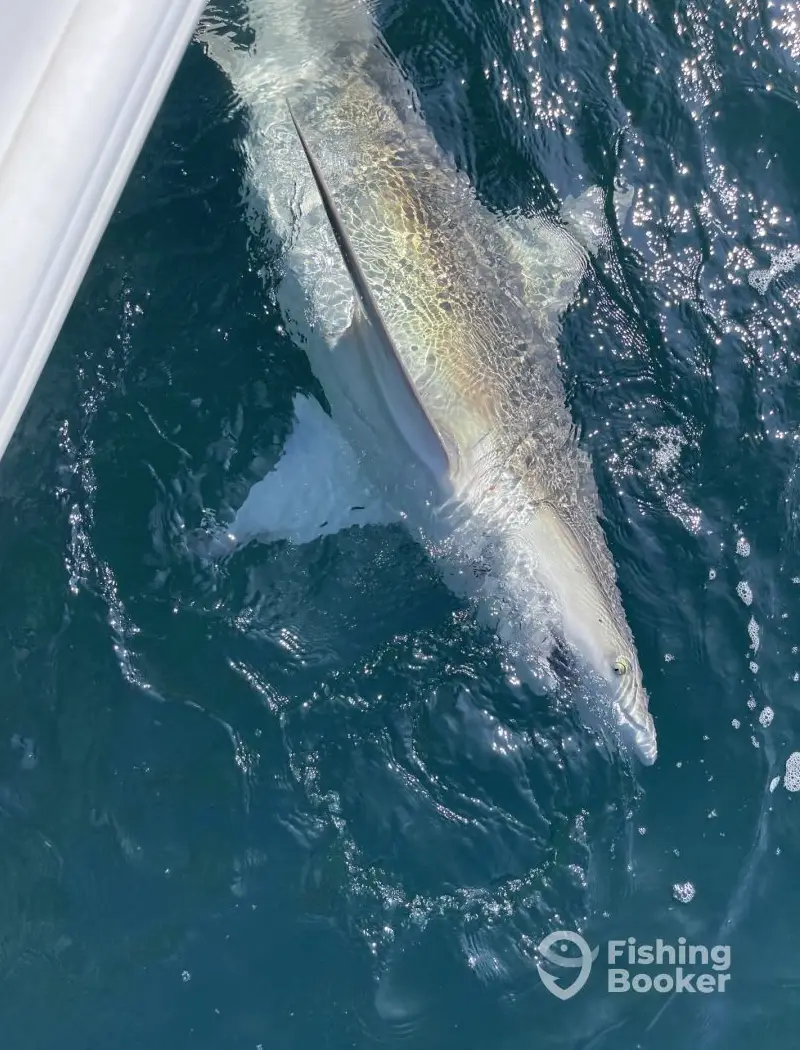 charter image 4