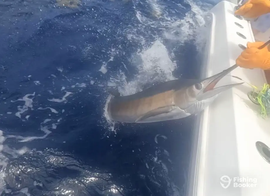 charter image 6