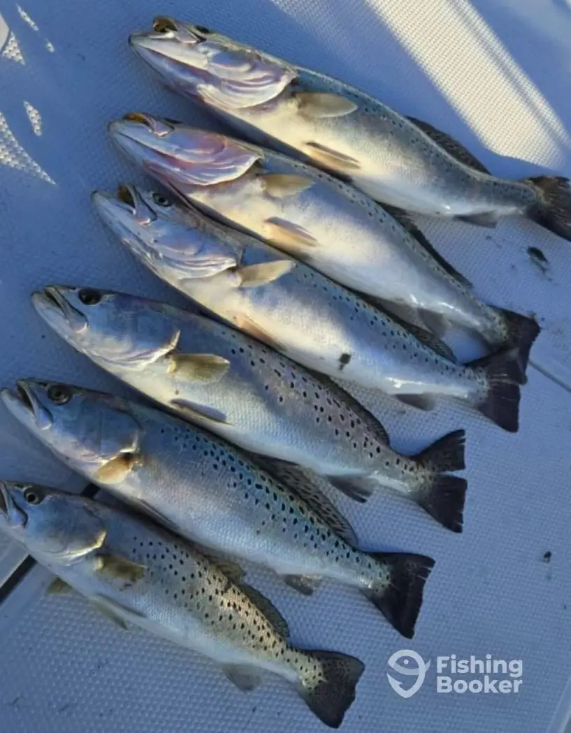 charter image 6