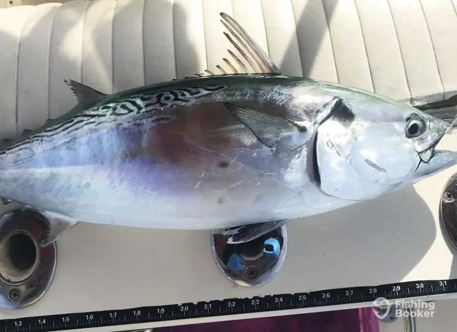 charter image 6
